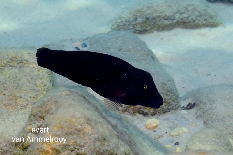 Spathodus marlieri 'Nondwa Point'